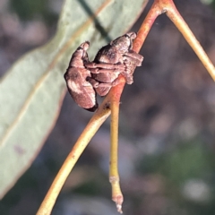 Gonipterus pulverulentus (Eucalyptus weevil) at Russell, ACT - 4 Sep 2023 by Hejor1