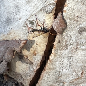 Echthromorpha intricatoria at Russell, ACT - 4 Sep 2023