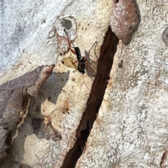 Echthromorpha intricatoria at Russell, ACT - 4 Sep 2023