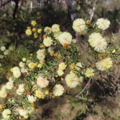 Acacia ulicifolia (Prickly Moses) at Mulloon, NSW - 2 Sep 2023 by MatthewFrawley