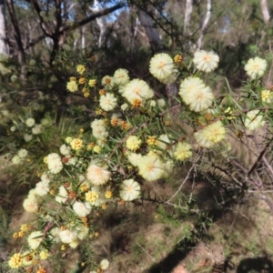 Acacia ulicifolia at Mulloon, NSW - 2 Sep 2023