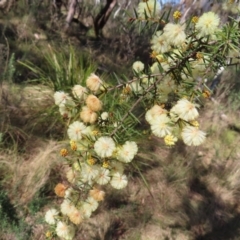 Acacia ulicifolia at Mulloon, NSW - 2 Sep 2023