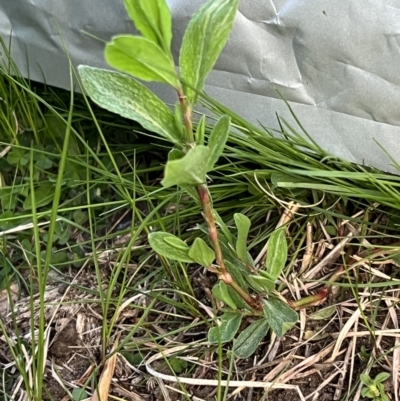 Polygonum sp. (Wireweed) at Higgins, ACT - 4 Sep 2023 by Untidy