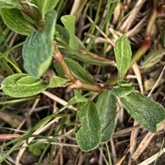 Polygonum sp. at Higgins, ACT - 4 Sep 2023