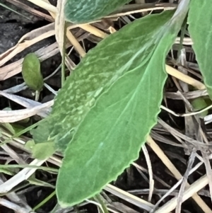 Polygonum sp. at Higgins, ACT - 4 Sep 2023