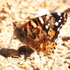 Vanessa kershawi (Australian Painted Lady) at Coree, ACT - 4 Sep 2023 by JohnBundock