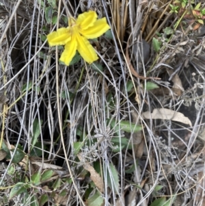 Goodenia hederacea subsp. hederacea at Canberra Central, ACT - 4 Sep 2023 09:35 AM