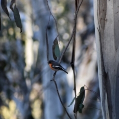 Petroica phoenicea (Flame Robin) at Namadgi National Park - 3 Sep 2023 by Satine