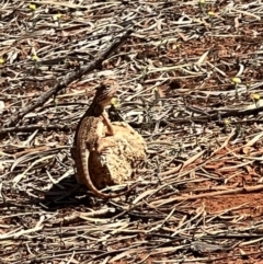 Pogona barbata at Gunderbooka, NSW - 28 Aug 2023 by SimoneC