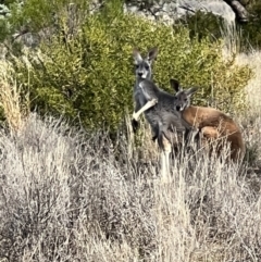 Osphranter rufus (Red Kangaroo) at Gunderbooka, NSW - 27 Aug 2023 by SimoneC