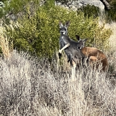 Osphranter rufus (Red Kangaroo) at Gunderbooka, NSW - 27 Aug 2023 by SimoneC