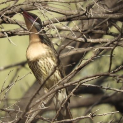 Acanthagenys rufogularis (Spiny-cheeked Honeyeater) at Gunderbooka, NSW - 28 Aug 2023 by SimoneC