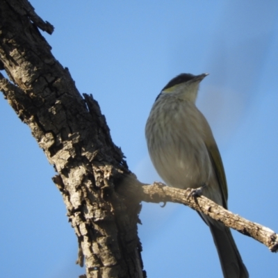 Gavicalis virescens (Singing Honeyeater) at Gunderbooka, NSW - 28 Aug 2023 by SimoneC