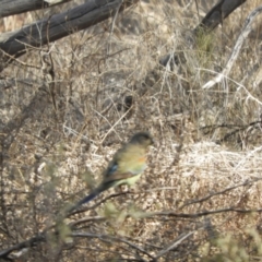 Psephotellus varius (Mulga Parrot) at Gunderbooka, NSW - 28 Aug 2023 by SimoneC