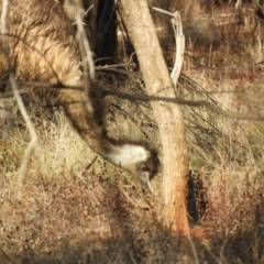 Dromaius novaehollandiae (Emu) at Gunderbooka, NSW - 28 Aug 2023 by SimoneC