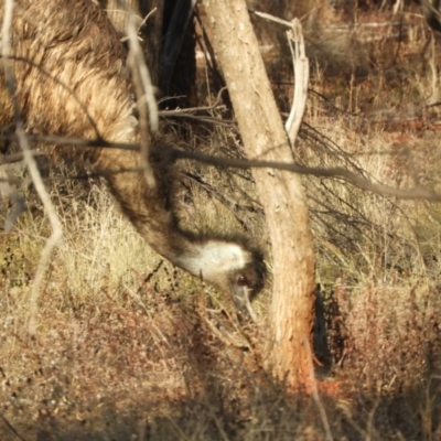 Dromaius novaehollandiae (Emu) at Gunderbooka, NSW - 28 Aug 2023 by SimoneC