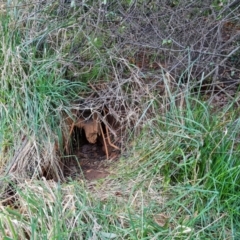 Vombatus ursinus (Common wombat, Bare-nosed Wombat) at Jerrabomberra, ACT - 4 Sep 2023 by Mike