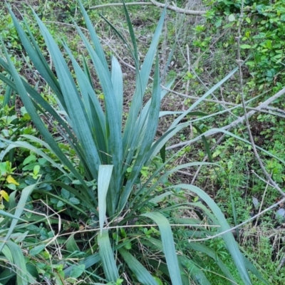 Cordyline sp. (Cordyline) at Isaacs Ridge - 4 Sep 2023 by Mike