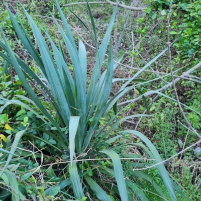 Cordyline sp. (Cordyline) at Jerrabomberra, ACT - 4 Sep 2023 by Mike