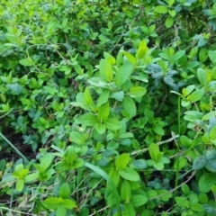 Lonicera japonica at Jerrabomberra, ACT - 4 Sep 2023 04:39 PM