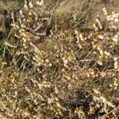 Leucopogon fletcheri subsp. brevisepalus (Twin Flower Beard-Heath) at Jerrabomberra, ACT - 4 Sep 2023 by Mike