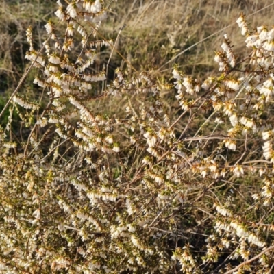 Leucopogon fletcheri subsp. brevisepalus (Twin Flower Beard-Heath) at Jerrabomberra, ACT - 4 Sep 2023 by Mike