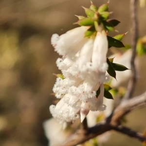 Leucopogon fletcheri subsp. brevisepalus at Jerrabomberra, ACT - 4 Sep 2023