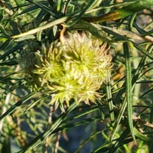 Cecidomyiidae (family) at Jerrabomberra, ACT - 4 Sep 2023