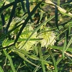 Cecidomyiidae (family) at Jerrabomberra, ACT - 4 Sep 2023