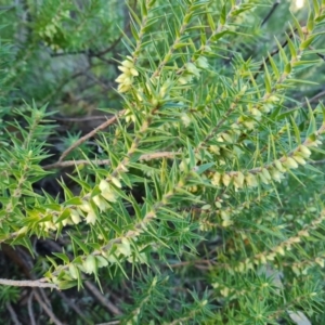 Melichrus urceolatus at Jerrabomberra, ACT - 4 Sep 2023 04:20 PM