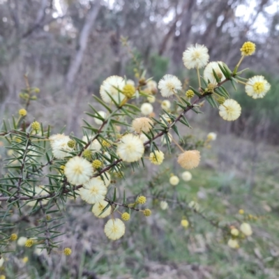 Acacia ulicifolia (Prickly Moses) at Jerrabomberra, ACT - 4 Sep 2023 by Mike