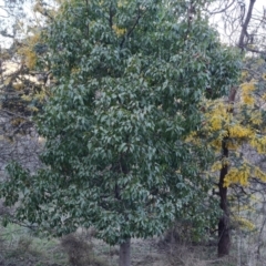 Brachychiton populneus subsp. populneus (Kurrajong) at Jerrabomberra, ACT - 4 Sep 2023 by Mike