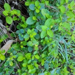 Lonicera japonica (Japanese Honeysuckle) at Jerrabomberra, ACT - 4 Sep 2023 by Mike