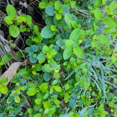 Lonicera japonica (Japanese Honeysuckle) at Jerrabomberra, ACT - 4 Sep 2023 by Mike