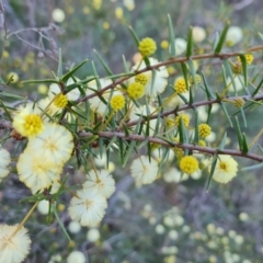 Acacia ulicifolia (Prickly Moses) at Jerrabomberra, ACT - 4 Sep 2023 by Mike