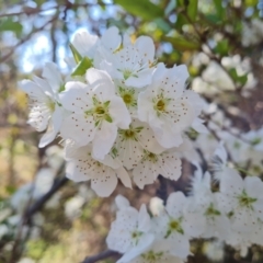 Prunus sp. (A Plum) at Isaacs Ridge - 4 Sep 2023 by Mike