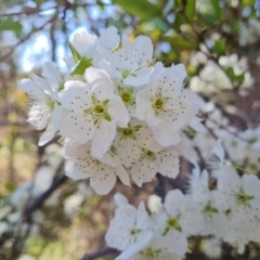 Prunus sp. (A Plum) at Jerrabomberra, ACT - 4 Sep 2023 by Mike