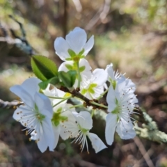 Prunus sp. at Jerrabomberra, ACT - 4 Sep 2023