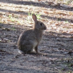 Oryctolagus cuniculus (European Rabbit) at Tidbinbilla Nature Reserve - 4 Sep 2023 by Christine