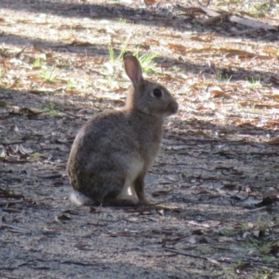 Oryctolagus cuniculus (European Rabbit) at Paddys River, ACT - 4 Sep 2023 by Christine