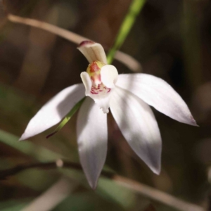 Caladenia fuscata at Acton, ACT - 4 Sep 2023