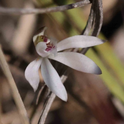 Caladenia fuscata (Dusky Fingers) at Caladenia Forest, O'Connor - 4 Sep 2023 by ConBoekel