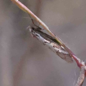 Philobota lysizona at Acton, ACT - 4 Sep 2023