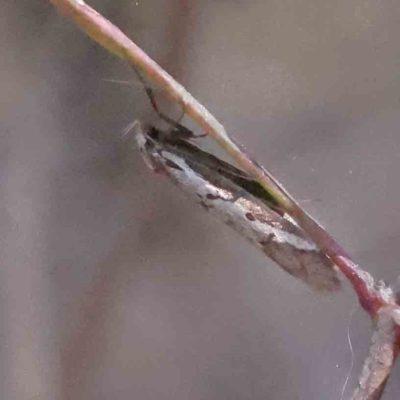 Philobota lysizona (A concealer moth) at Caladenia Forest, O'Connor - 4 Sep 2023 by ConBoekel