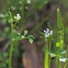 Cardamine hirsuta (Common Bittercress, Hairy Woodcress) at Caladenia Forest, O'Connor - 4 Sep 2023 by ConBoekel