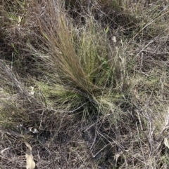 Nassella trichotoma (Serrated Tussock) at Watson, ACT - 4 Sep 2023 by waltraud