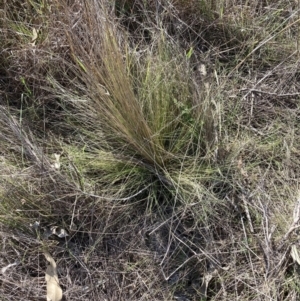 Nassella trichotoma at Watson, ACT - 4 Sep 2023 02:54 PM