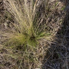 Nassella trichotoma (Serrated Tussock) at Watson, ACT - 4 Sep 2023 by waltraud