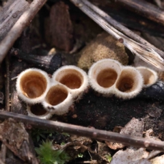 Nidula niveotomentosa (A birds-nest fungus) at Caladenia Forest, O'Connor - 4 Sep 2023 by ConBoekel