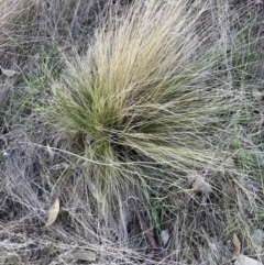 Nassella trichotoma (Serrated Tussock) at Watson, ACT - 4 Sep 2023 by waltraud